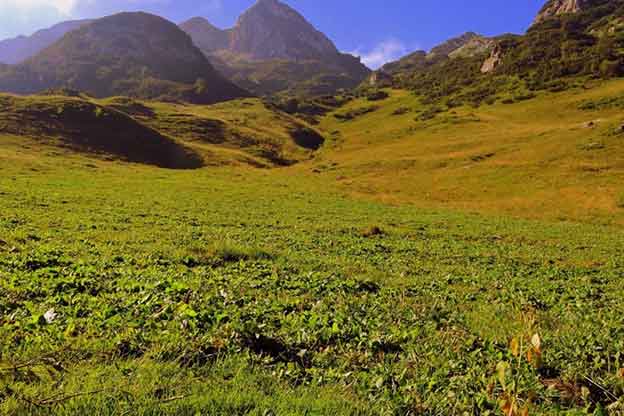 pasture