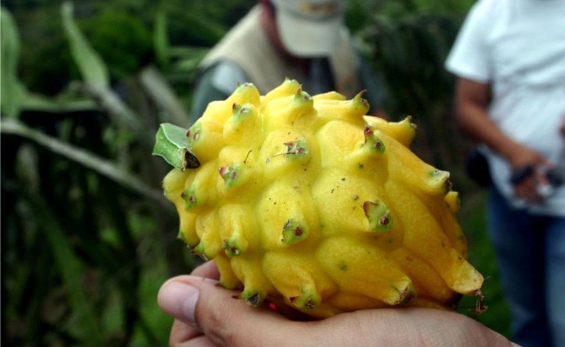 Strange and Wonderful Fruit of the Peruvian Jungle