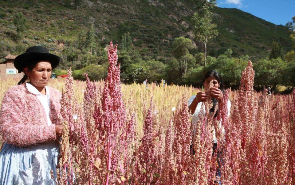 quinoa farmers andina