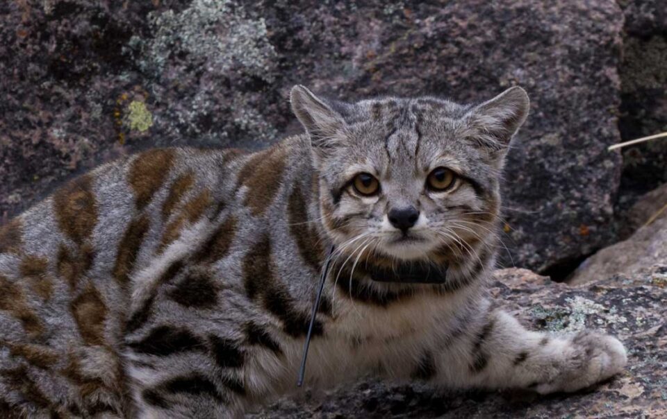 17 Animals in Danger of Extinction in Peru 17 Animals in Danger of Extinction in Peru