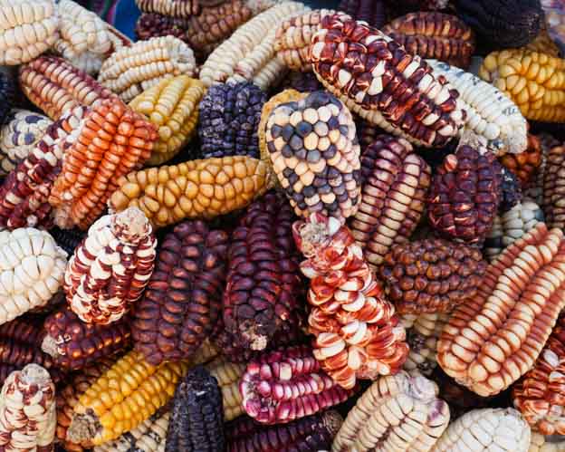 inca corn