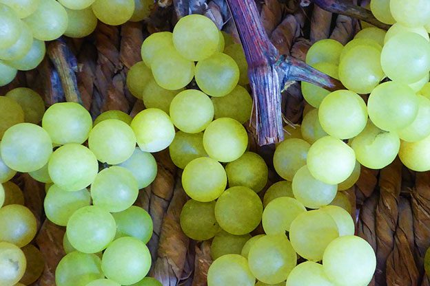 grapes grapes