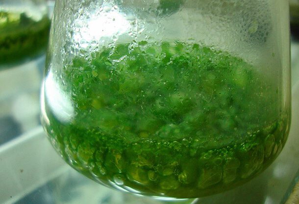 green algae