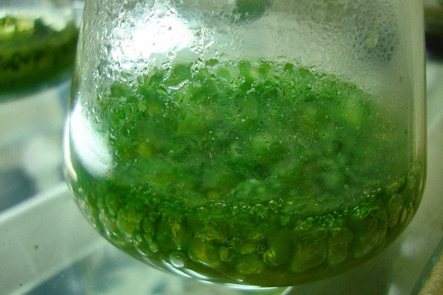 green algae