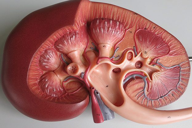 kidney kidney