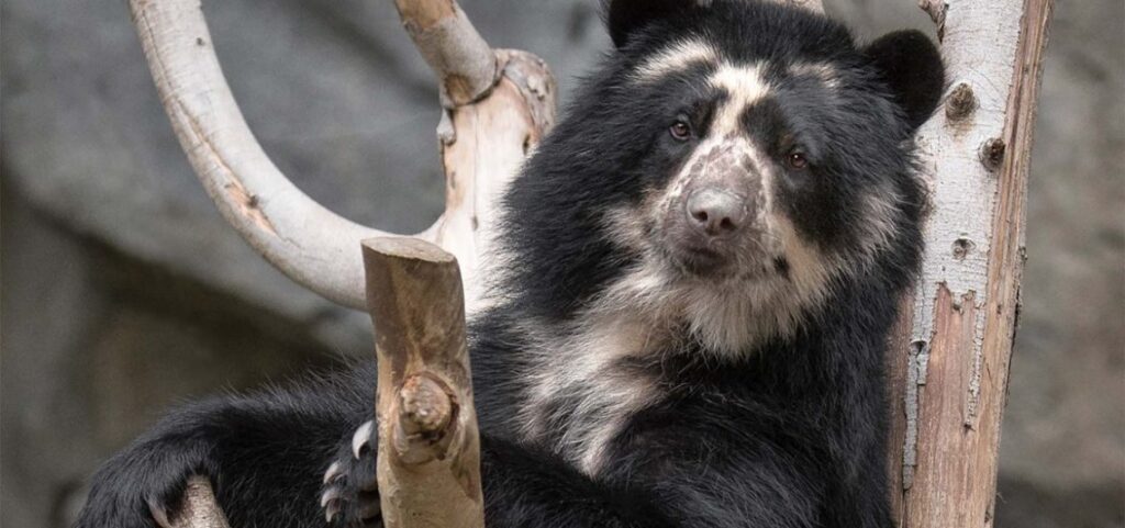 andean spectacled bear