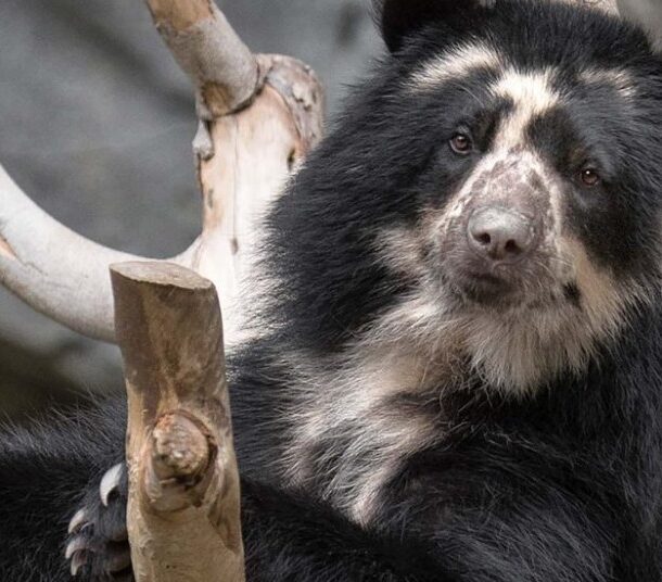 andean spectacled bear