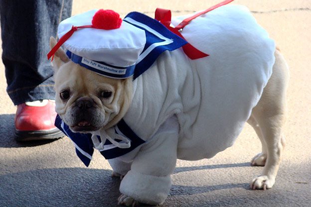 dog
