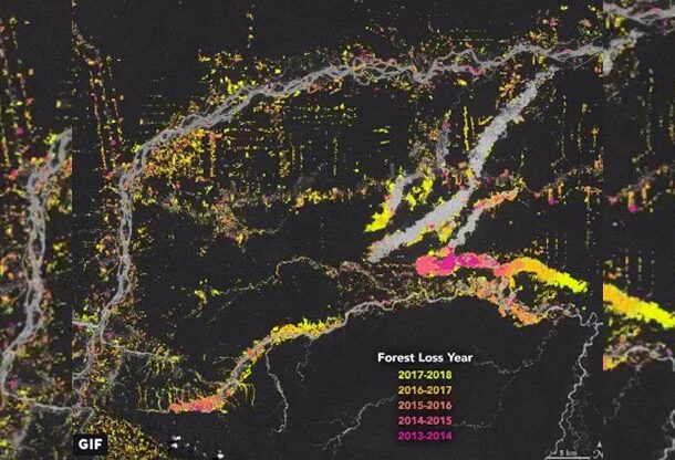 forest loss