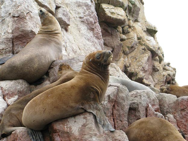 marine life peru