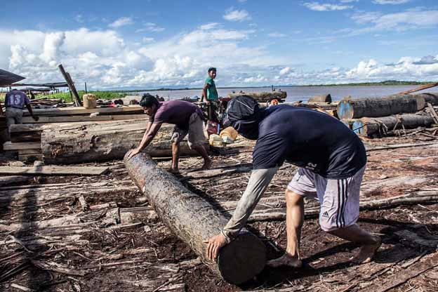 logging peru