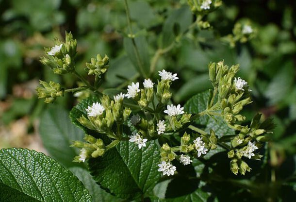 stevia