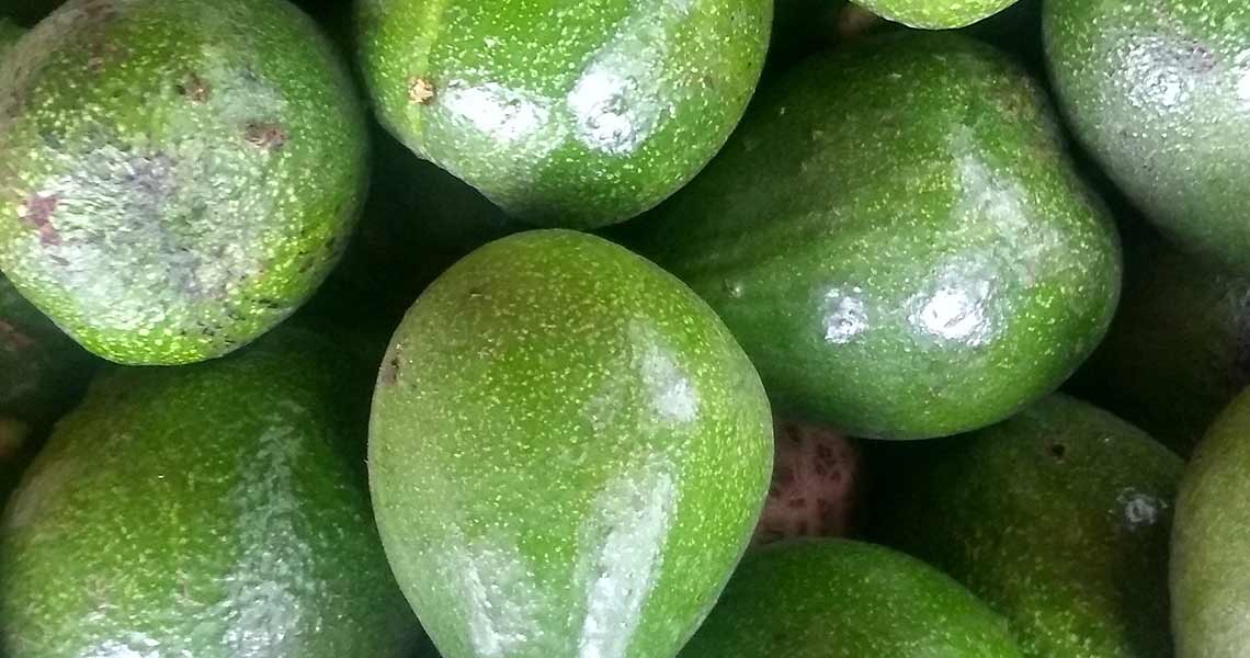 avocados avocados