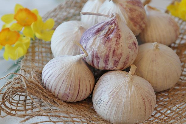 chinese-garlic chinese garlic