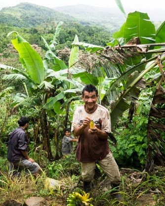 jungle locals