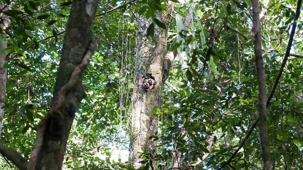 jungle canopy