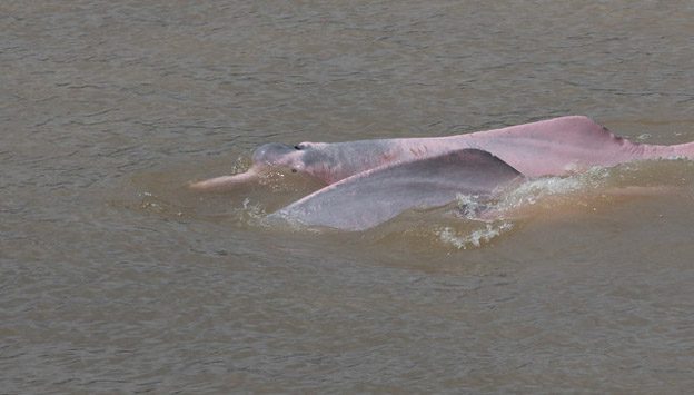 pink dolphin