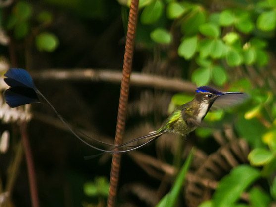 spatuletail