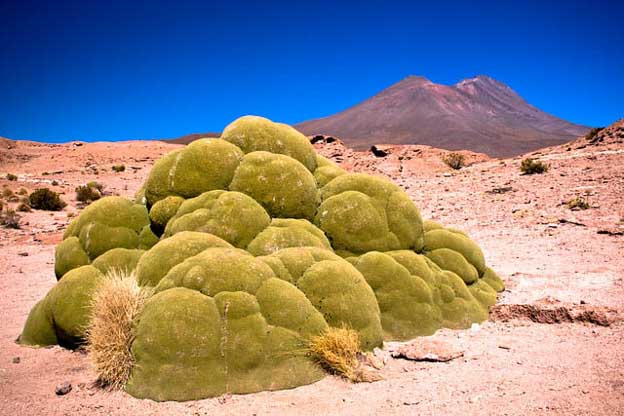 yareta