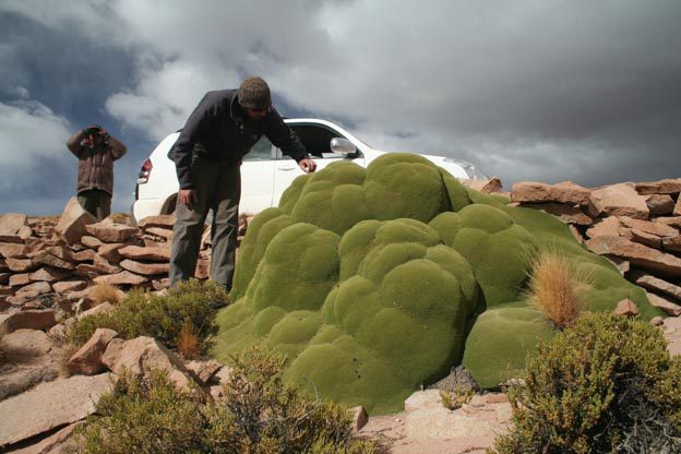 yareta