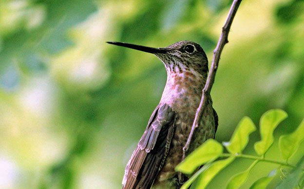 giant hummingbird