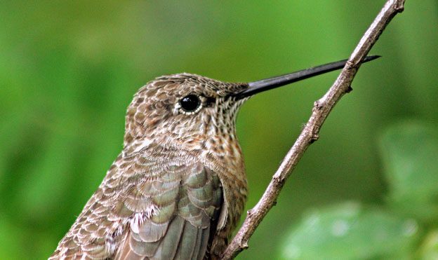 giant hummingbird