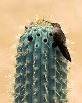 giant hummingbird