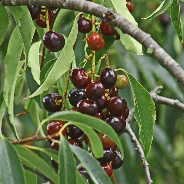 capuli
