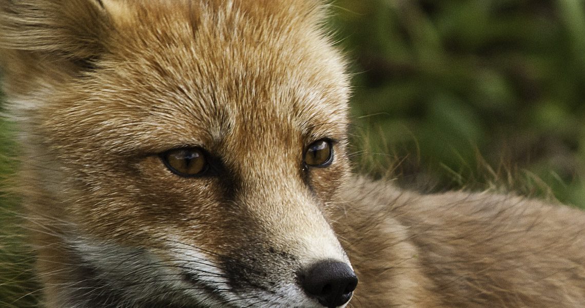 Red Fox fox and mouse