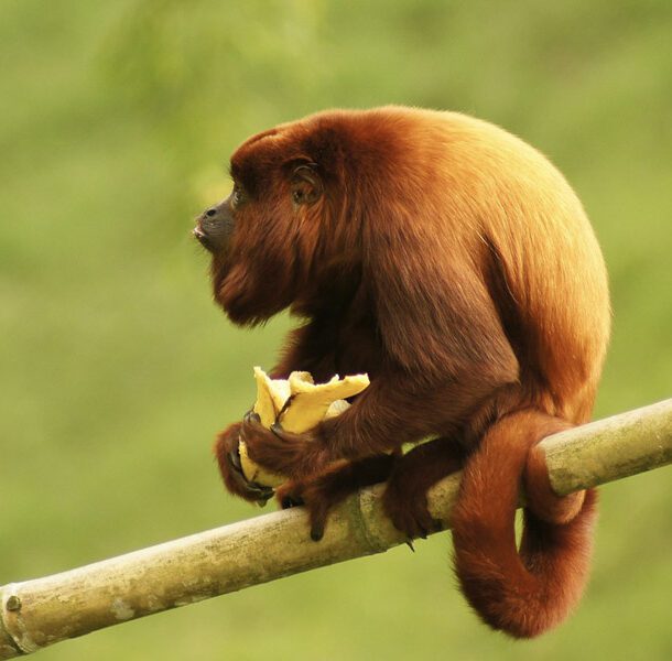 howler monkey