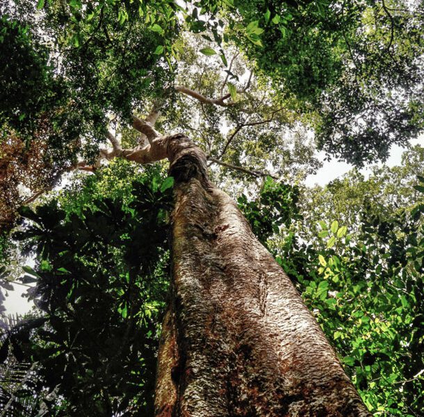 shihuahuaco
