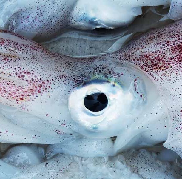 squid
