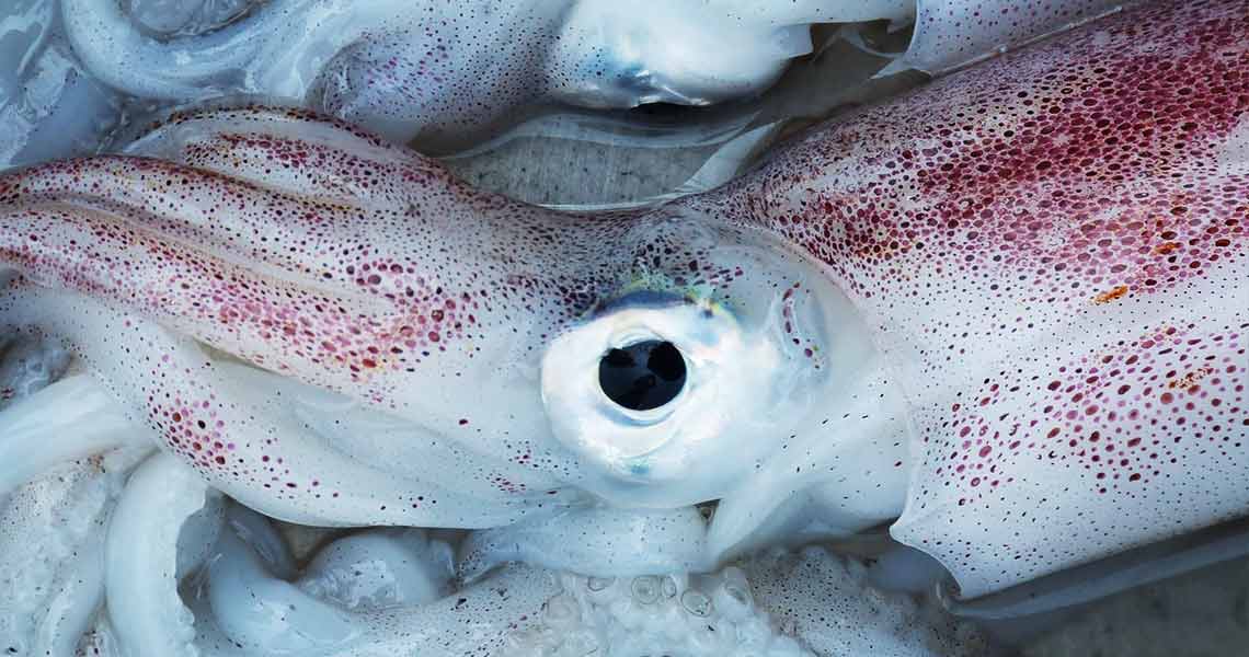 squid squid