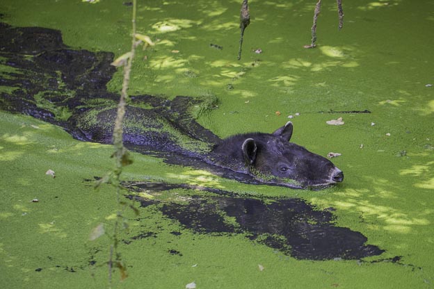 tapir