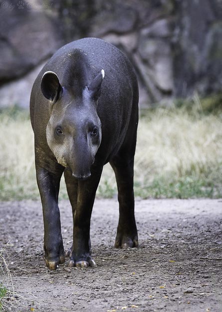 tapir