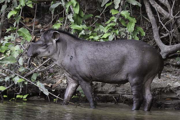 tapir