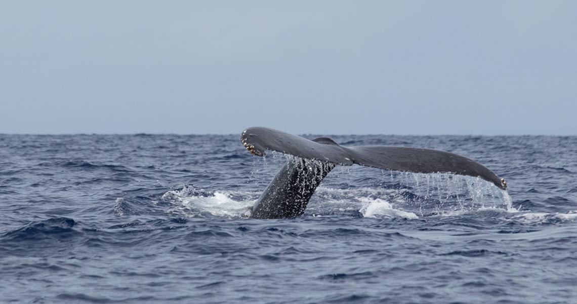whale