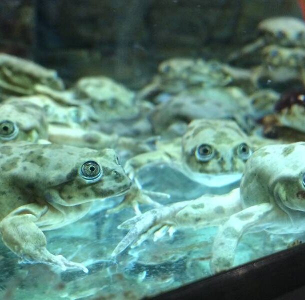 Lake_Titicaca_frogs_in_Denver_Zoo's_Tropical_Discovery