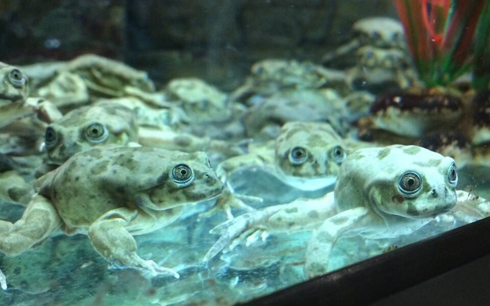 Lake_Titicaca_frogs_in_Denver_Zoo's_Tropical_Discovery