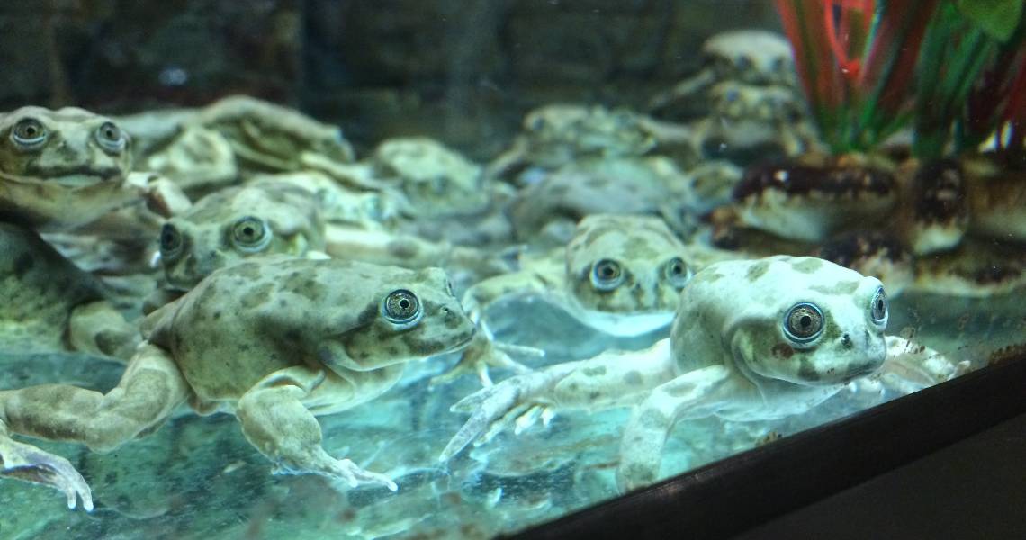 City of toads Lake_Titicaca_frogs_in_Denver_Zoo's_Tropical_Discovery