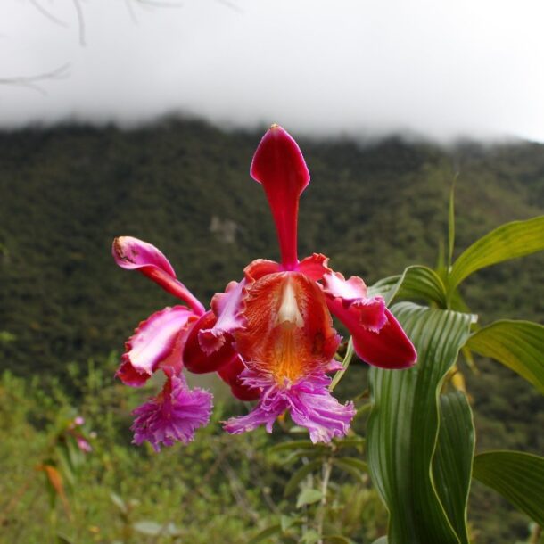 Orchid Trail Machu Picchu Peru
