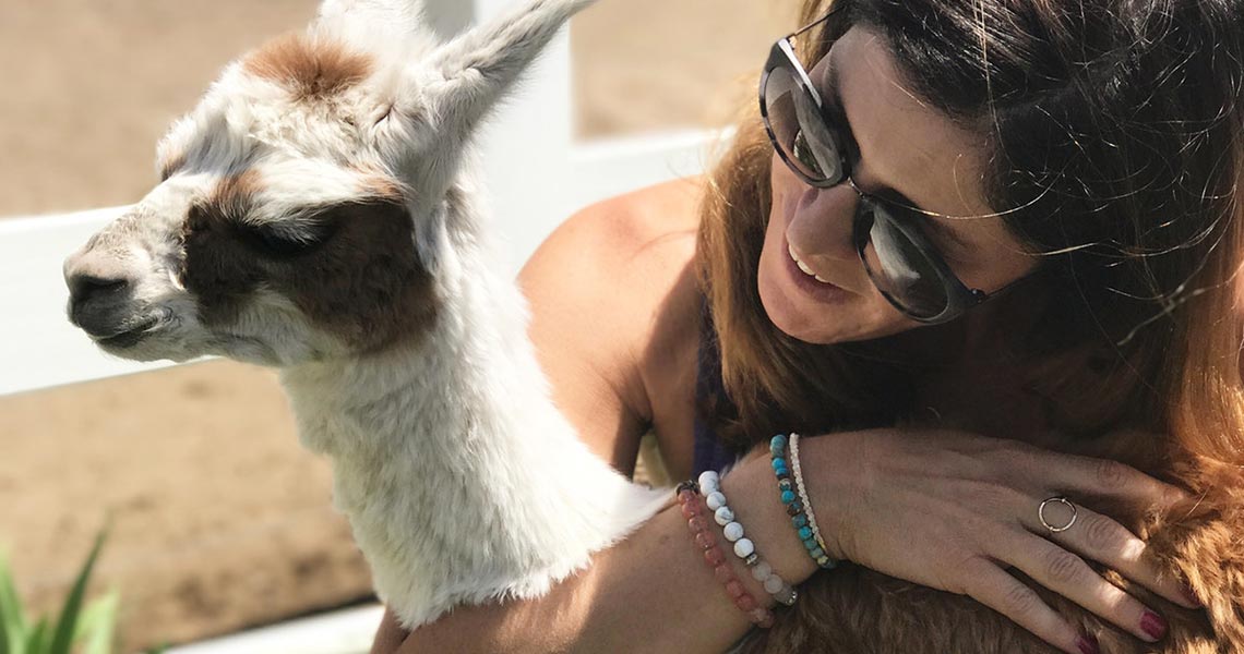 alpaca