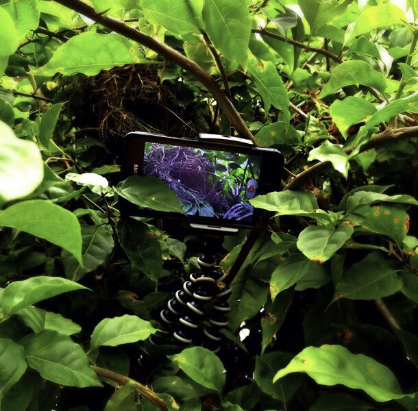 smartphone jungle wildlife