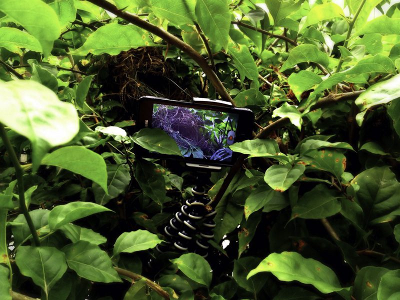 camera jungle wildlife smartphone jungle wildlife