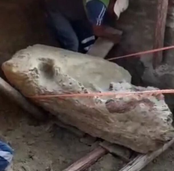 fossil