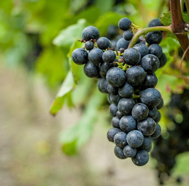 grapes