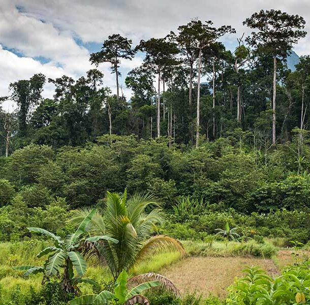 jungle