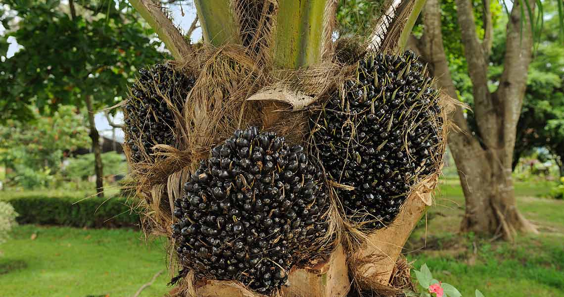palm-oil palm oil