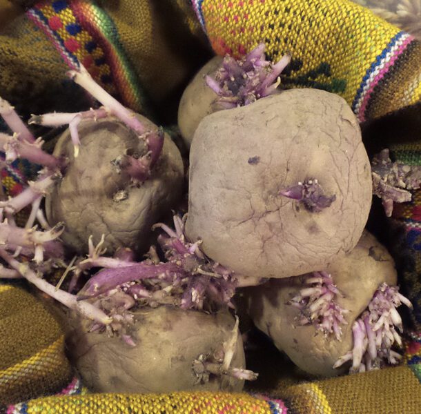 potato seed