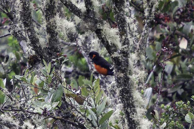 tanager